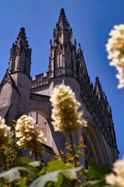 Washington D.C., ABD - 12 Haziran 2024: Ulusal Katedral 'in altındaki Hydrangea çiçekleri Washington' da bir bahar günü.
