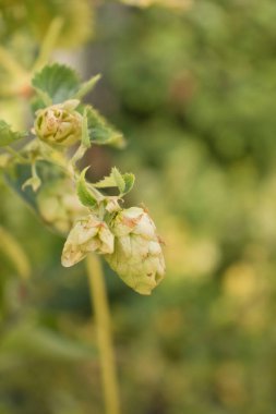 Fransa 'nın Versailles şehrinde güneşli bir yaz gününde Queen' s Hamlet 'te yeşil bir zemine dayanan zıplama konileri..