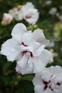 Versailles, Fransa 'da bir yaz gününde Kraliçe Hamlet' te Sharon 'ın Beyaz Gülü.