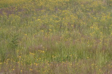 Delta Kavşağı, Alaska yakınlarındaki bir yaz gününde sarı kır çiçekleri tarlası.