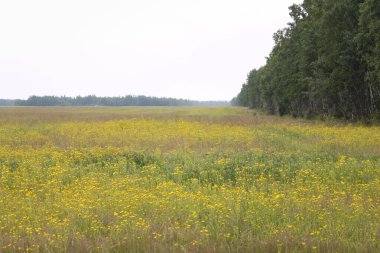 Alaska 'nın iç kesimlerinde bir yaz akşamı sarı kır çiçekleri tarlasının kenarındaki yeşil ağaçlar..