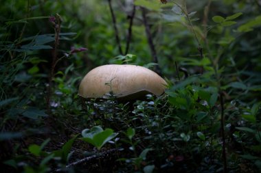 Alaska 'nın iç kesimlerinde bir yaz günü yeşil bitkilerde beyaz mantar..