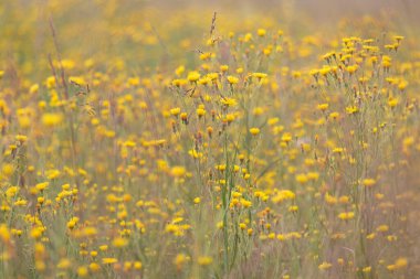 Alaska 'nın iç kesimlerinde bir yaz akşamı tarlada sarı kır çiçekleri.
