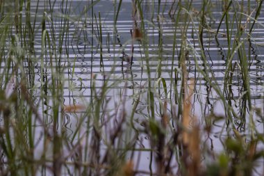 Bitkiler ve onların seçim Bolio Gölü 'nde bulutlu, yağmurlu bir yaz gününde Delta Junction, Alaska yakınlarında.
