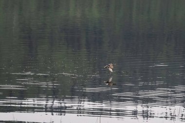 Alaska 'daki Bolio Gölü' nde bir yaz gününde su üzerinde yansımayla uçan ördek..