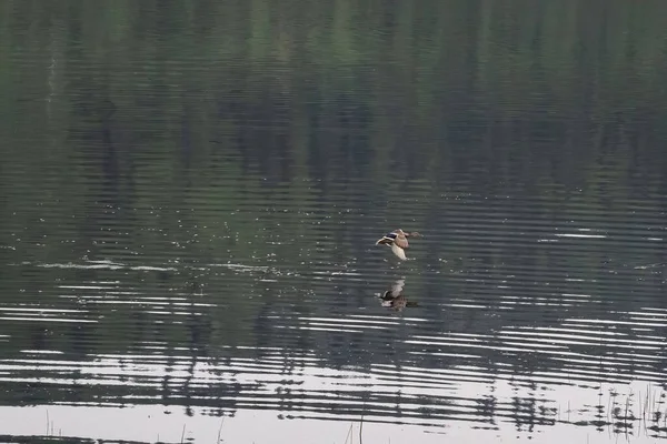 Alaska 'daki Bolio Gölü' nde bir yaz gününde su üzerinde yansımayla uçan ördek..