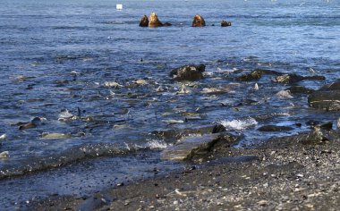 Sahile yakın bir yerde, arka planda deniz aslanları olan somon balığı yaz günü Valdez, Alaska 'daki Solomon Gulch Hatchery' de..