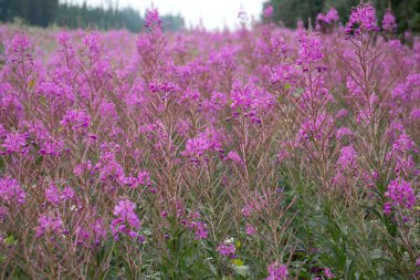 Alaska otoyolunun yanındaki bir hendekte yetişen yosun, Delta Kavşağı, Alaska yakınlarındaki bir yaz gününde.