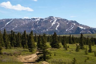 Alaska 'daki Delta Kavşağı yakınlarında güneşli bir bahar gününde, arka planda dağları olan yeşil ağaçların ve bitkilerin arasındaki toprak yol..