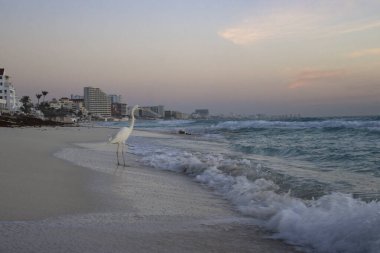 Cancun, Meksika - 13 Ocak 2026: Bir kış sabahı Meksika, Cancun 'da dalgalarla bir kumsalda duran büyük balıkçıl.