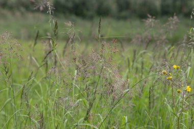 Bir yaz günü, Delta Kavşağı yakınlarındaki bir ormanda çimenler ve bitkiler büyüyor..