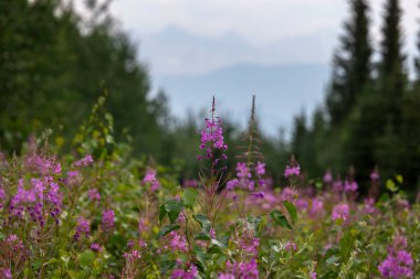 Delta Junction, Alaska yakınlarındaki bir yaz gününde arka planda dağlar olan yosun..