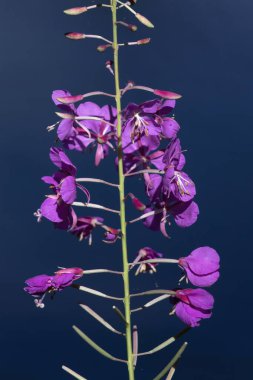 Güneşli bir yaz gününde Delta Junction, Alaska 'daki Clearwater Deresi' nde mavi sulara karşı fireweed.