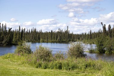 Clearwater Deresi 'nin etrafındaki çiçekler ve ağaçlar bulutlu bir yaz gününde Delta Junction, Alaska.