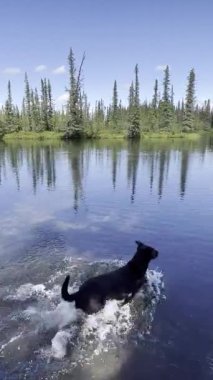 Delta Junction, Alaska 'da yaz günü Clearwater Creek' te köpek yakalama oyunu.