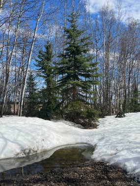 Delta Junction, Alaska 'da bir bahar günü bir ağacın önünde eriyen kar birikintisi..