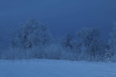 Alaska 'nın iç kesimlerinde, karanlık bir kış gününde, kar ve buzla kaplı ağaçlar.