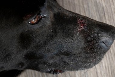 Wound from a dog bite on the face of a black labrador retriever lying on the floor in a house.