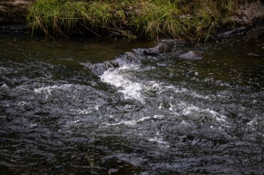 Bir yaz günü Soldatna, Alaska yakınlarındaki bir derede su.