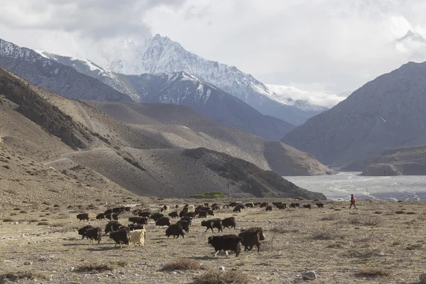 Kagbeni stad i nedre Mustang, Nepal — Stockfoto