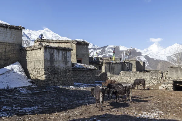 Lokala hus på Muktinath village i lägre Mustang distriktet, Nep — Stockfoto