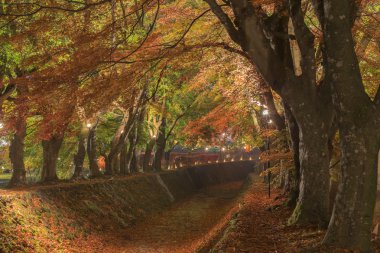 Maple koridor Nashigawa River, Japonya
