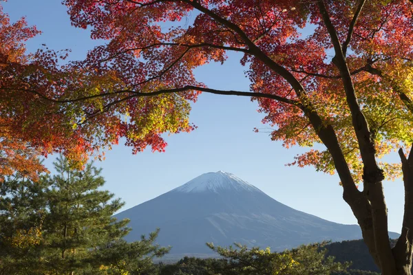 Las hojas de arce cambian al color de otoño en el monte Fuji, Japón —  Fotos de Stock