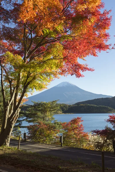 Akçaağaç yaprakları Mt.Fuji, Japonya, sonbahar renkle değiştirmek — Stok fotoğraf