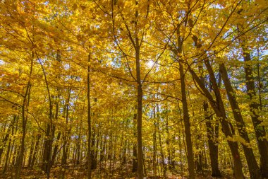 Sonbahar, Kanada Ottawa