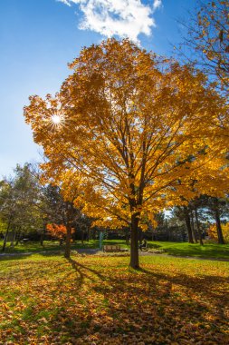 Sonbahar, Kanada Montreal şehir