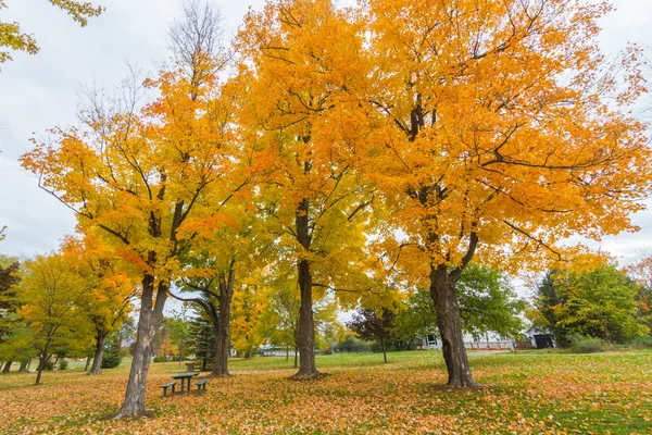 Sonbahar, Kanada Ottawa