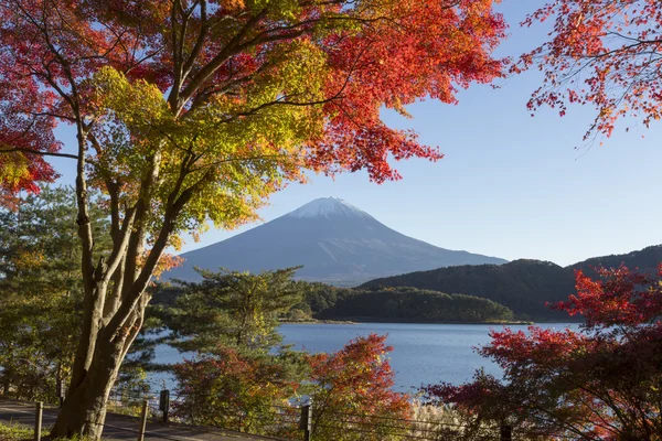 Liście klonu zmienić na jesień kolor w Mt.Fuji, Japonia — Zdjęcie stockowe