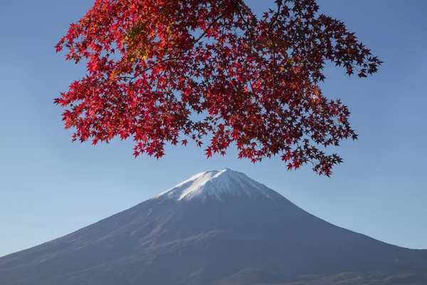 Las hojas de arce cambian al color de otoño en el monte Fuji, Japón —  Fotos de Stock