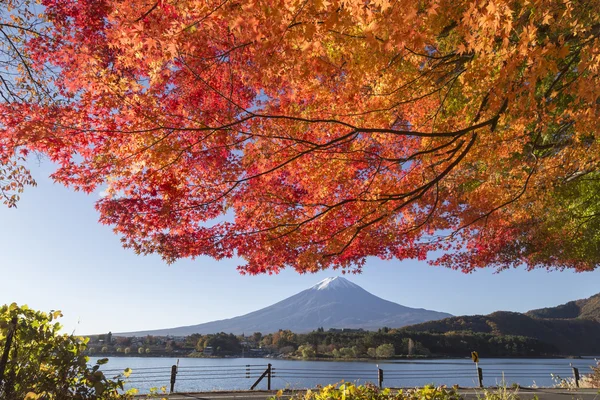 Liście klonu zmienić na jesień kolor w Mt.Fuji, Japonia — Zdjęcie stockowe