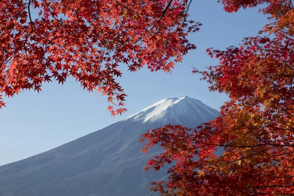 Akçaağaç yaprakları Mt.Fuji, Japonya, sonbahar renkle değiştirmek