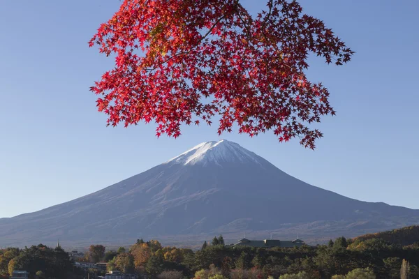 Las hojas de arce cambian al color de otoño en el monte Fuji, Japón —  Fotos de Stock