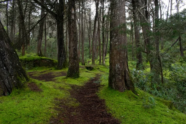 Caminos y flores encontradas on el parque arvi de medelln