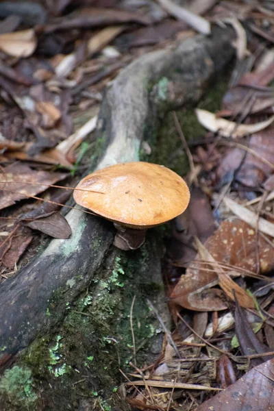 Caminos y flores encontradas on el parque arvi de medelln