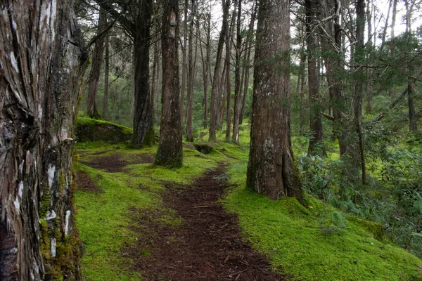Caminos y flores encontradas on el parque arvi de medelln