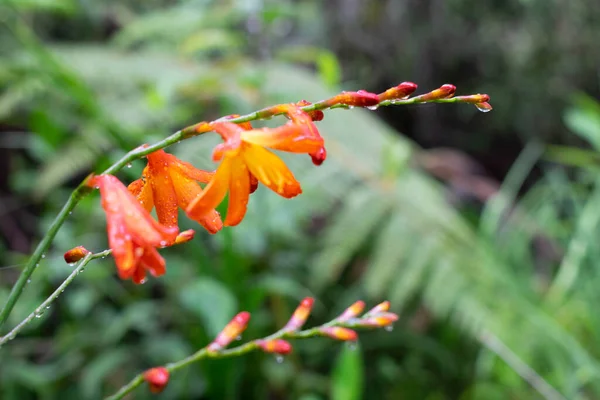 Caminos y flores encontradas on el parque arvi de medelln