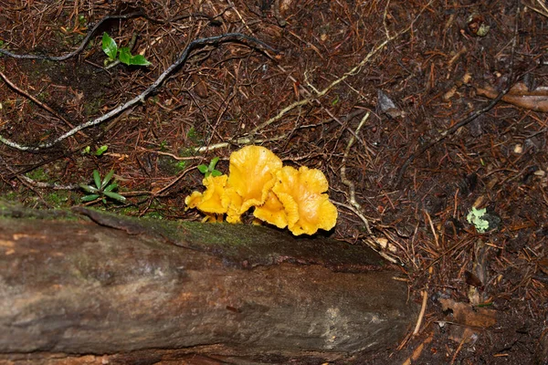 Caminos y flores encontradas on el parque arvi de medelln