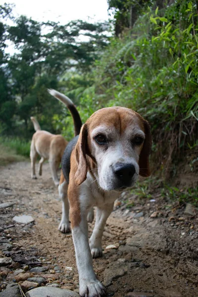 perro por el camino hacia el cerro umb copacabana, barbosa