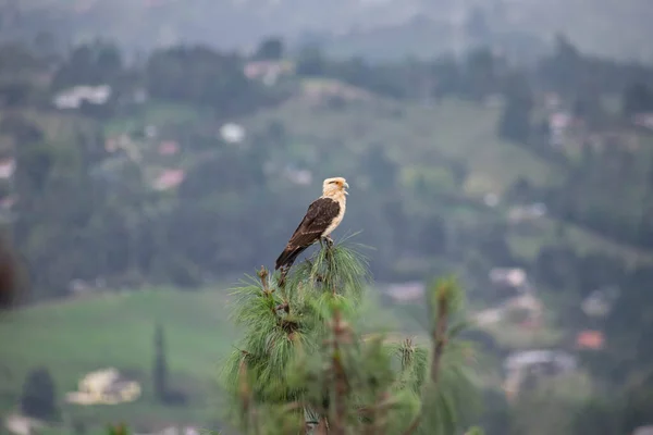 Perro y contrados on la vereda chaparral ubicada en el oriente antioqueo