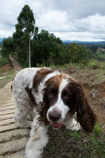 Perro y contrados on la vereda chaparral ubicada en el oriente antioqueo
