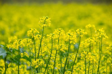 Sarı kolza tohumu çiçekli tarla, ayrıca Brassica napus veya raps olarak da bilinir.