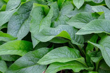 Doğal arkaplan için yeşil yapraklar, Symphytum officinale ya da Beinwell olarak da bilinir.