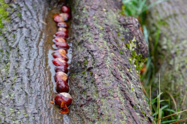Kestaneler bir ağaç gövdesinin derinleşmesinde bir sırada dikey olarak dizilmiş. Kaybolan noktayla ön plana odaklan.