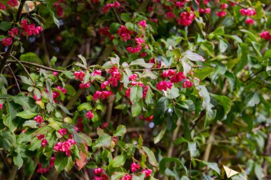 Çiçeklerin etrafını, öonymus europaea ya da Pfaffenhuetchen, sığ DOF, Bokeh olarak da adlandırılan bir çalılığın meyveleriyle kapatın.