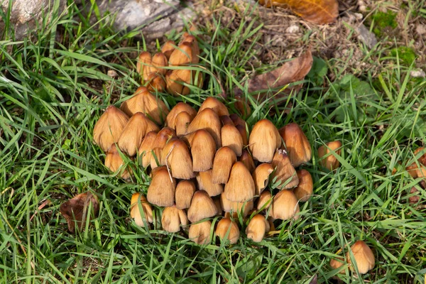 在草丛中闪烁着墨汁的蘑菇的顶部视图 也被称为Coprinellus Micaceus或Glimmertintling — 图库照片
