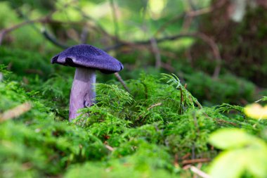 Violet Webcap 'ın yan görüntüsü. Metin için kopyalama alanı olan düşük açı görünümü. Ayrıca Cortinarius ihlali, Violet Cort veya Dunkelvioletter Schleierling olarak da bilinir.